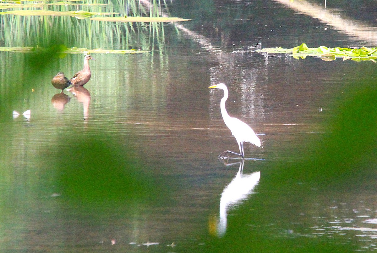Great Egret - ML640155472