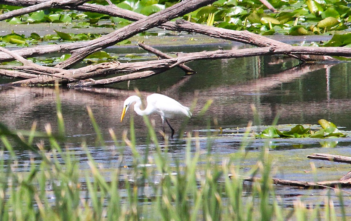 Great Egret - ML640155484