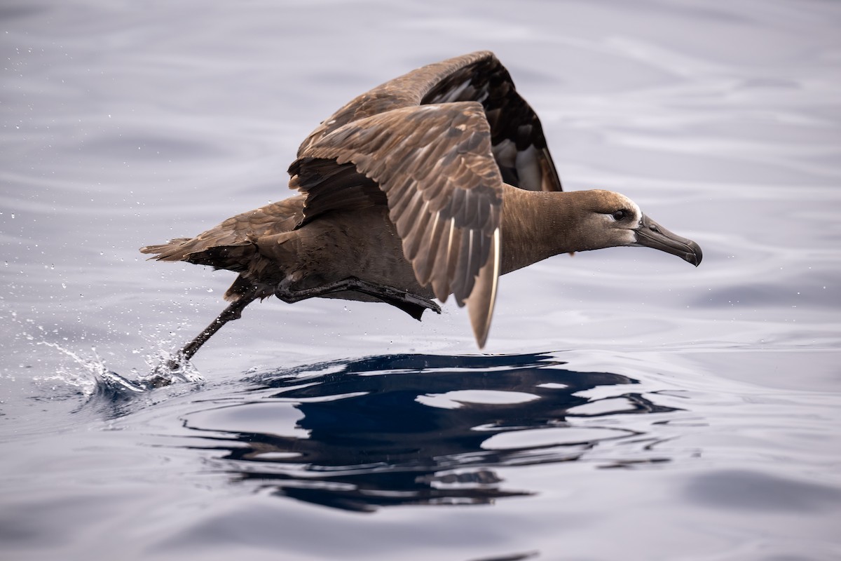 Black-footed Albatross - ML640155494