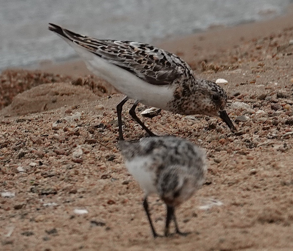 Sanderling - ML640155496