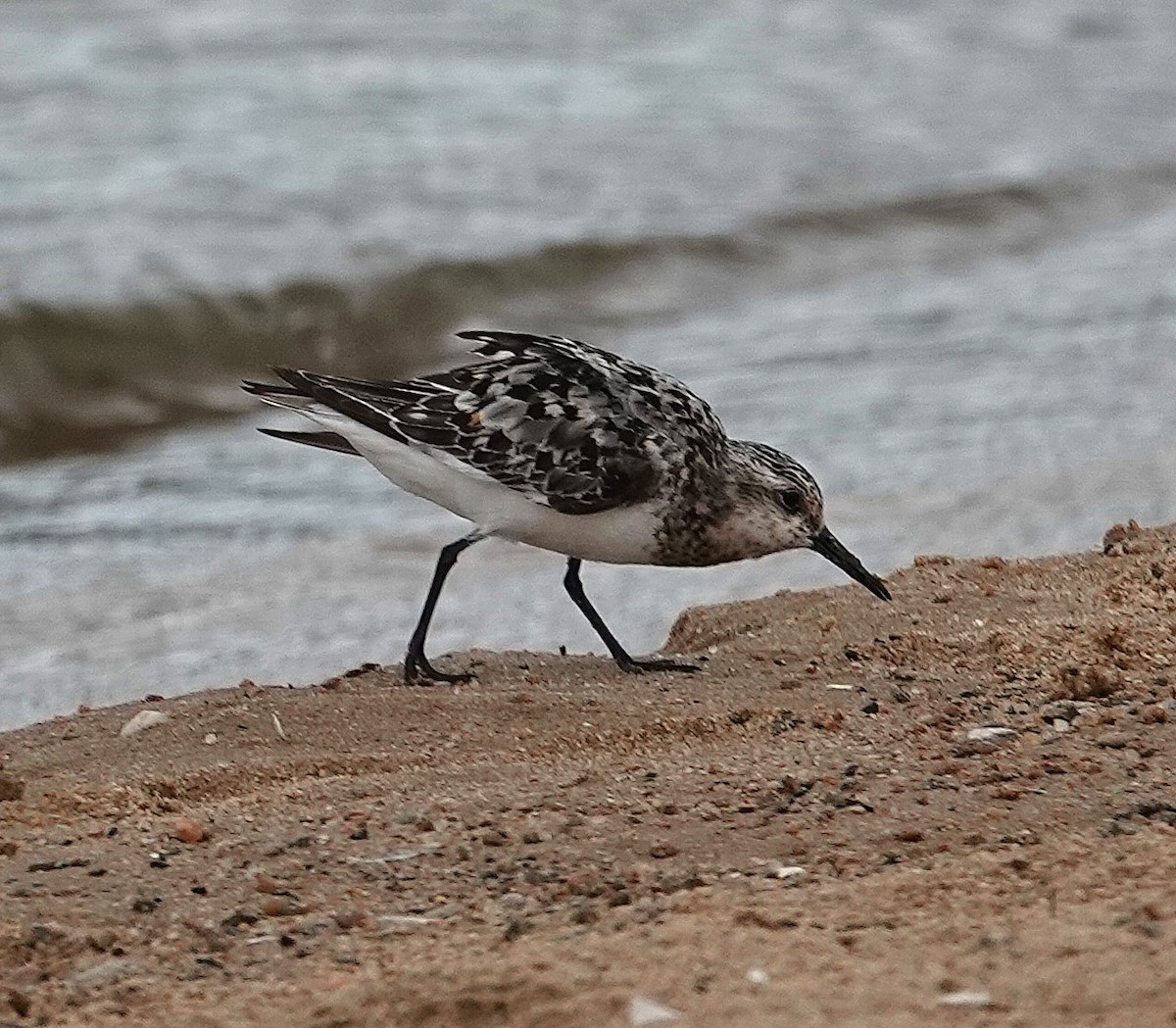 Sanderling - ML640155497
