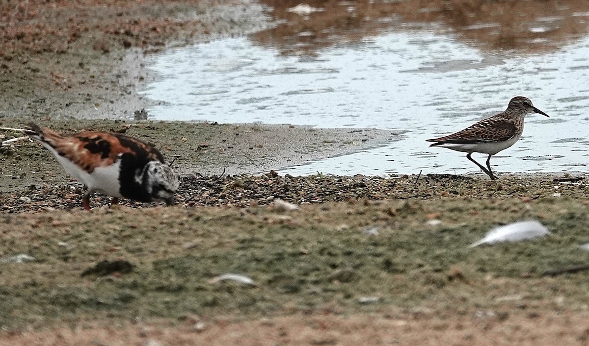 Least Sandpiper - ML640155503