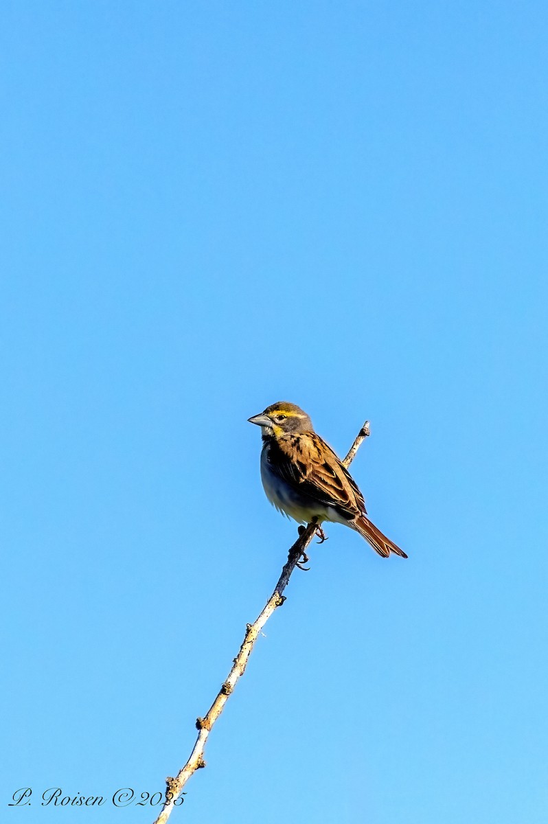 Dickcissel - ML640155508
