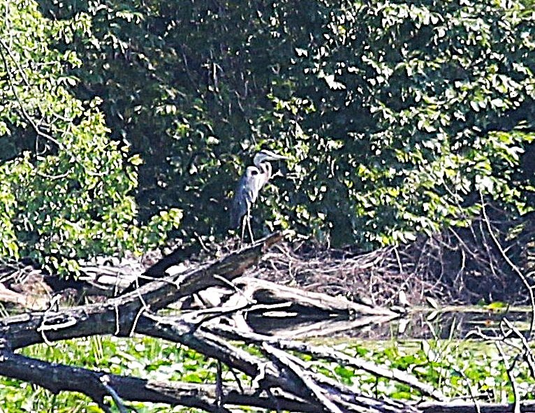 Great Blue Heron - ML640155534
