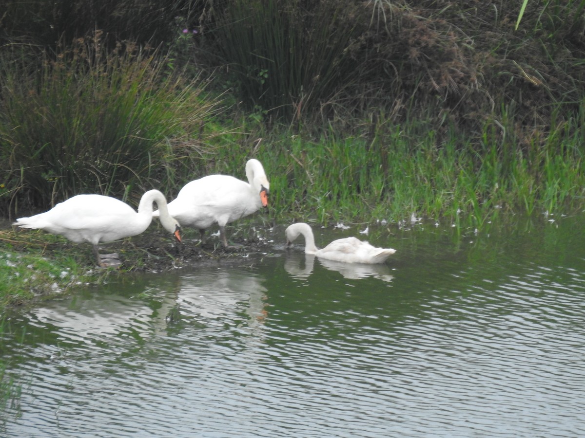 Cygne tuberculé - ML640155632