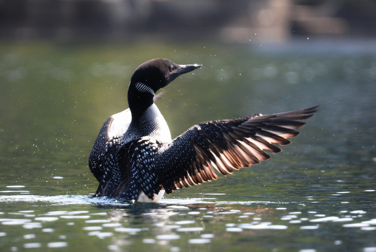 Plongeon huard - ML640155662
