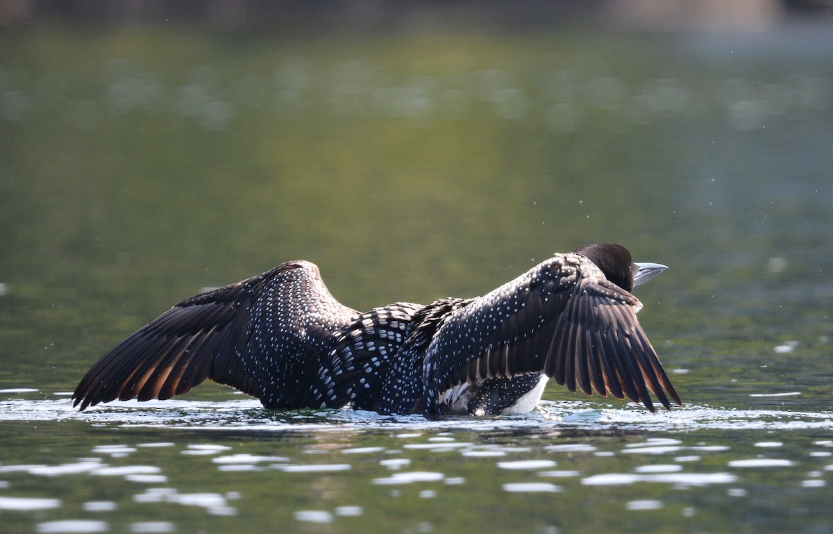Plongeon huard - ML640155663