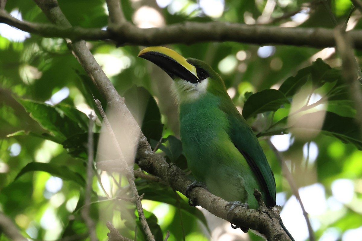 Northern Emerald-Toucanet - ML640155681