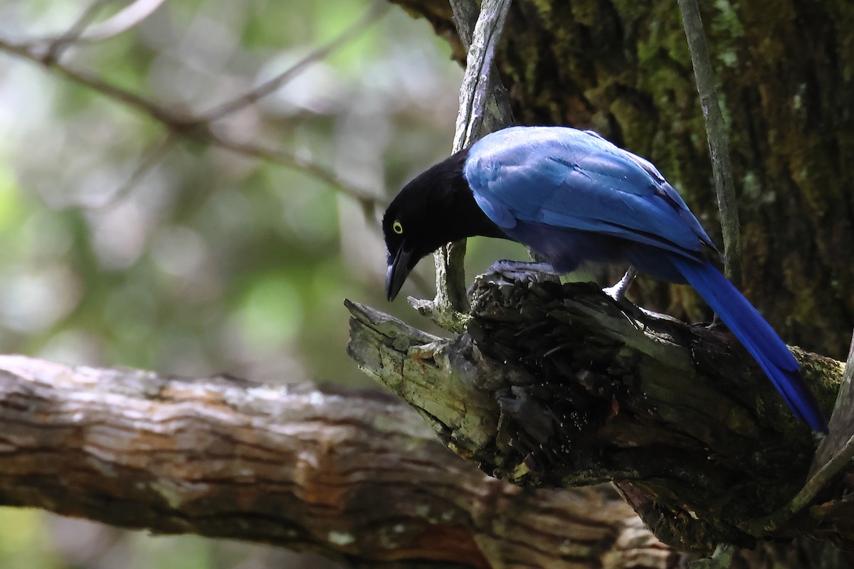 Bushy-crested Jay - ML640155691