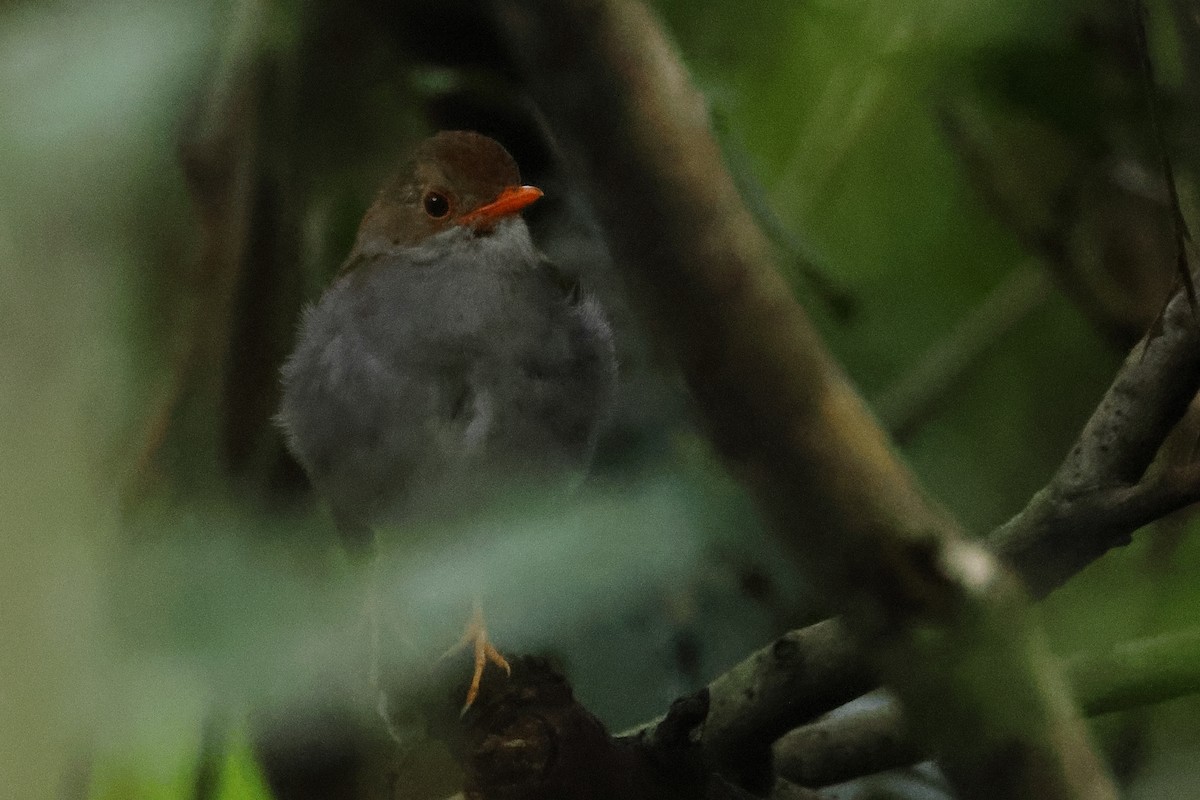 Orange-billed Nightingale-Thrush - ML640155706