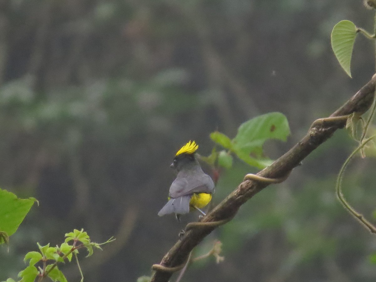 Sultan Tit - ML640155722