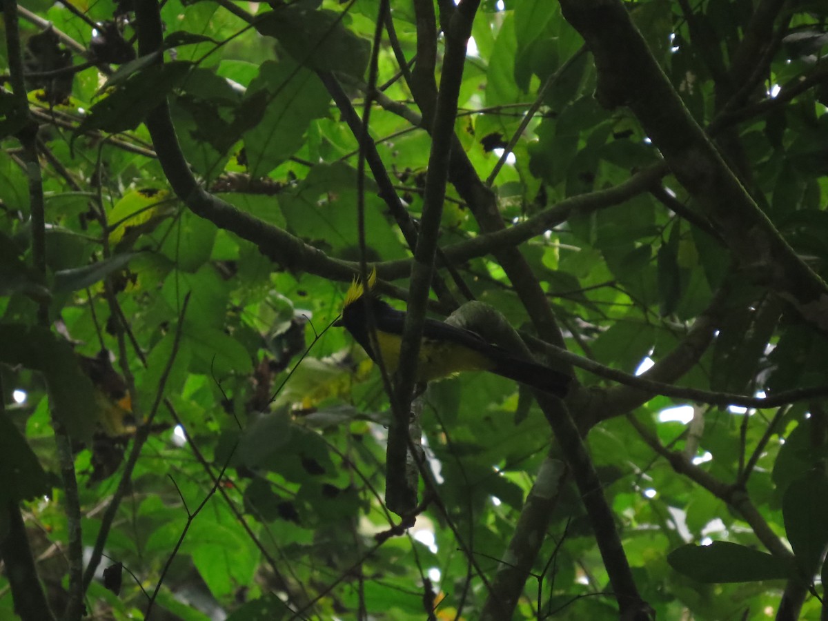Sultan Tit - ML640155724