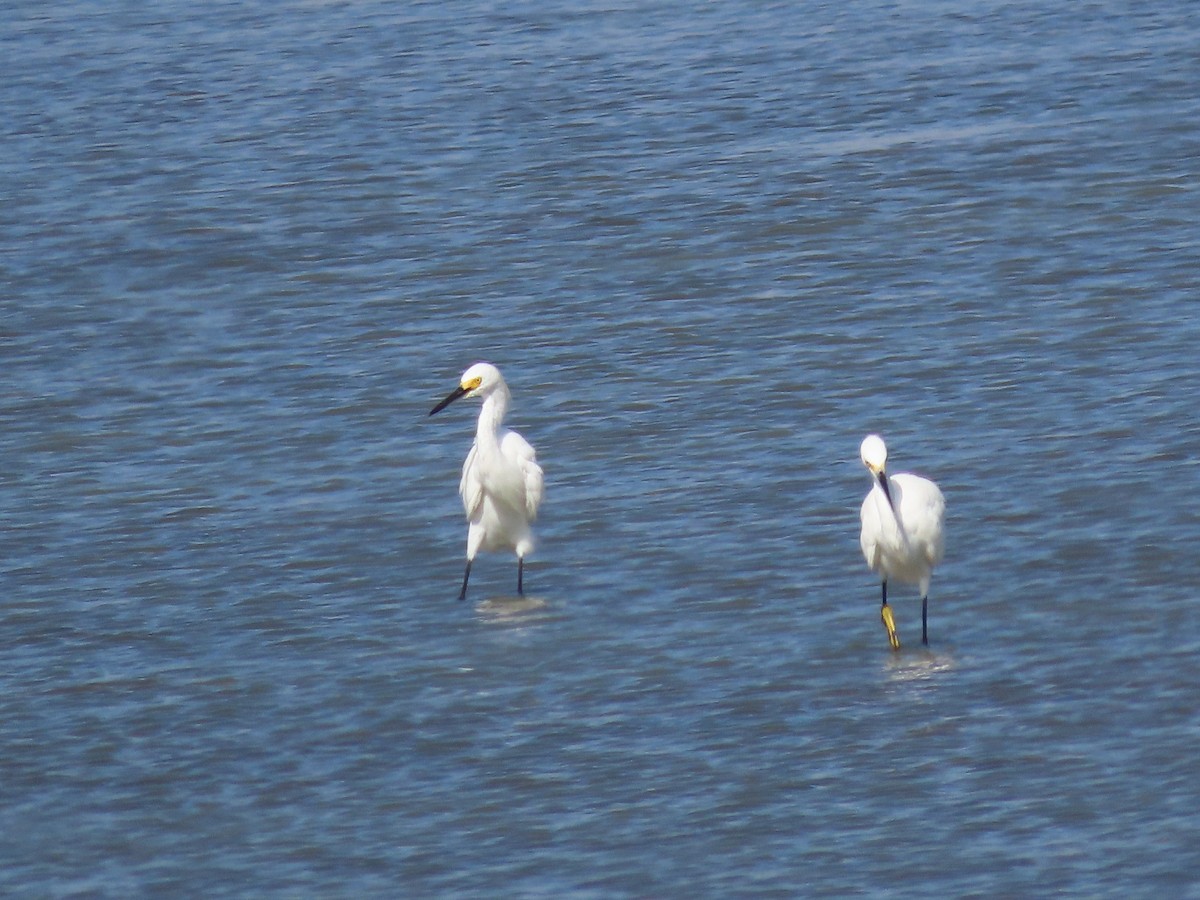 Snowy Egret - ML640155757