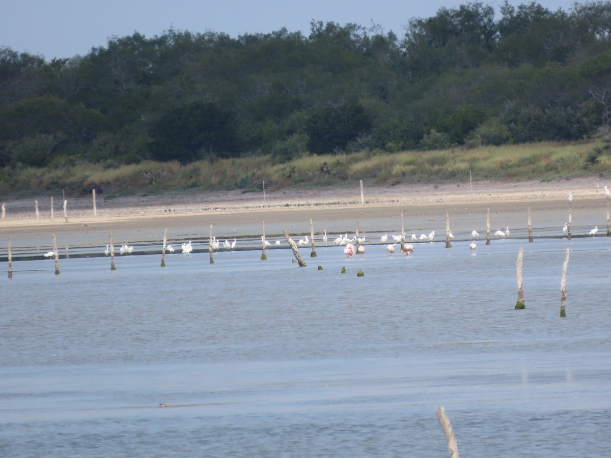 Snowy Egret - ML640155758