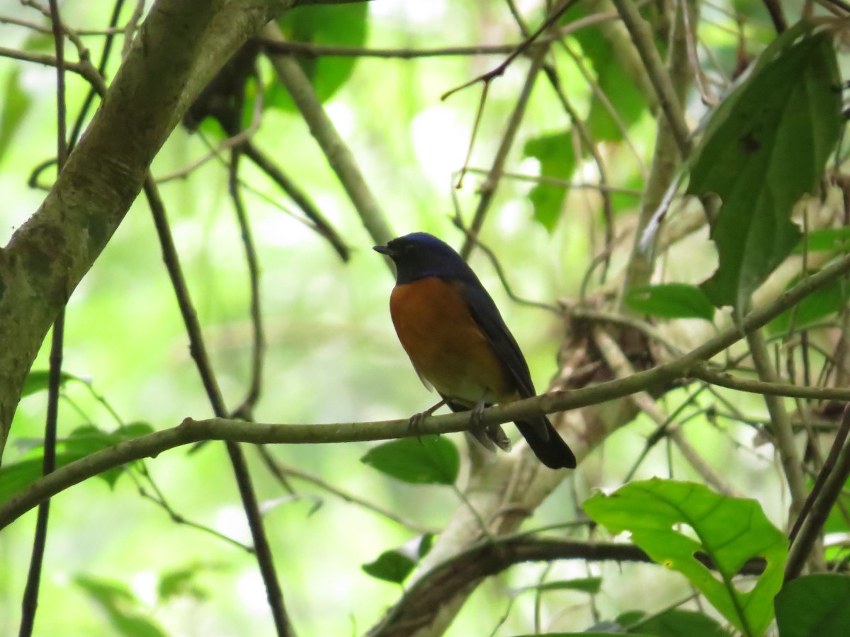 Davidblauschnäpper - ML640155760