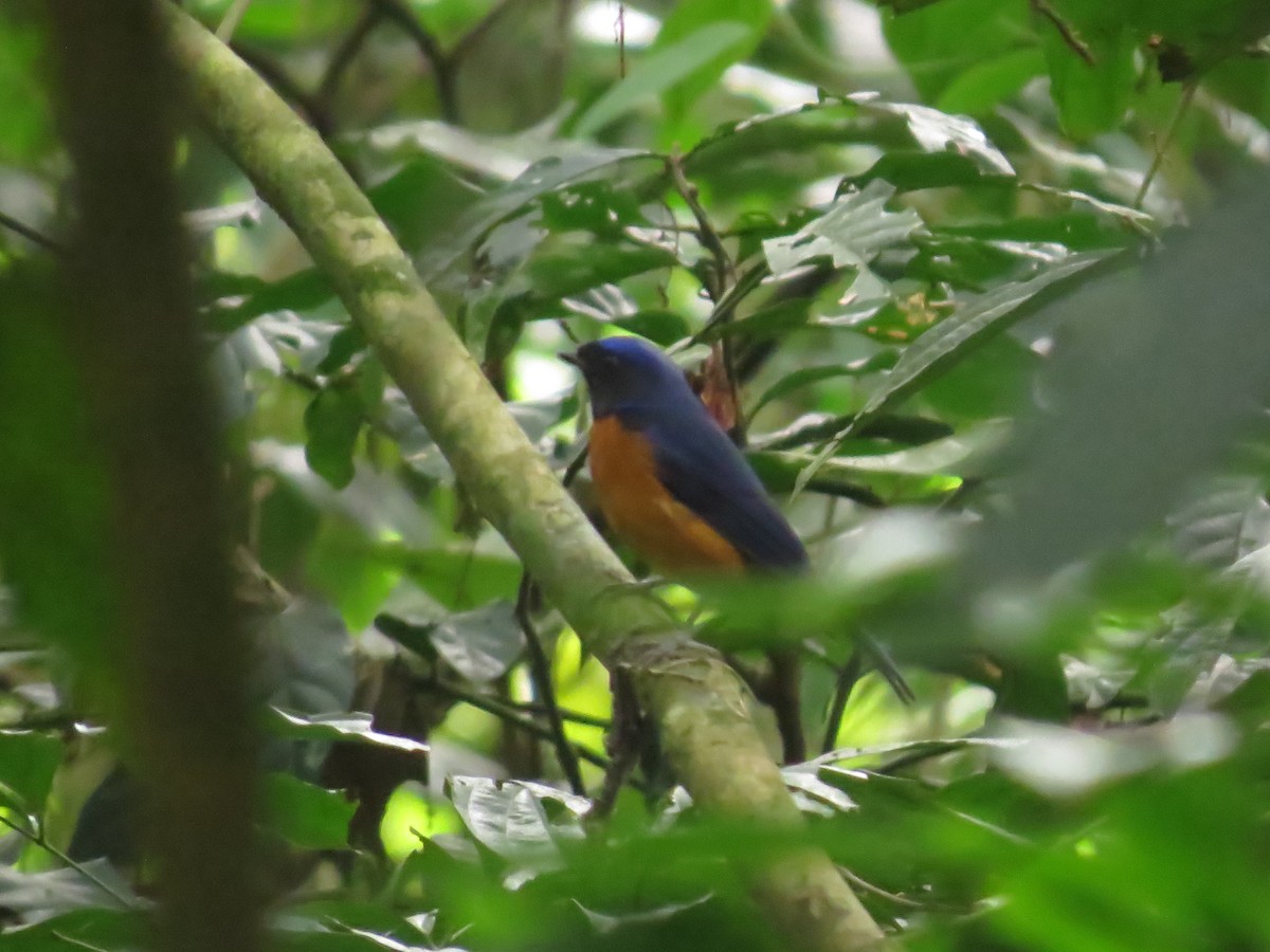 Davidblauschnäpper - ML640155761