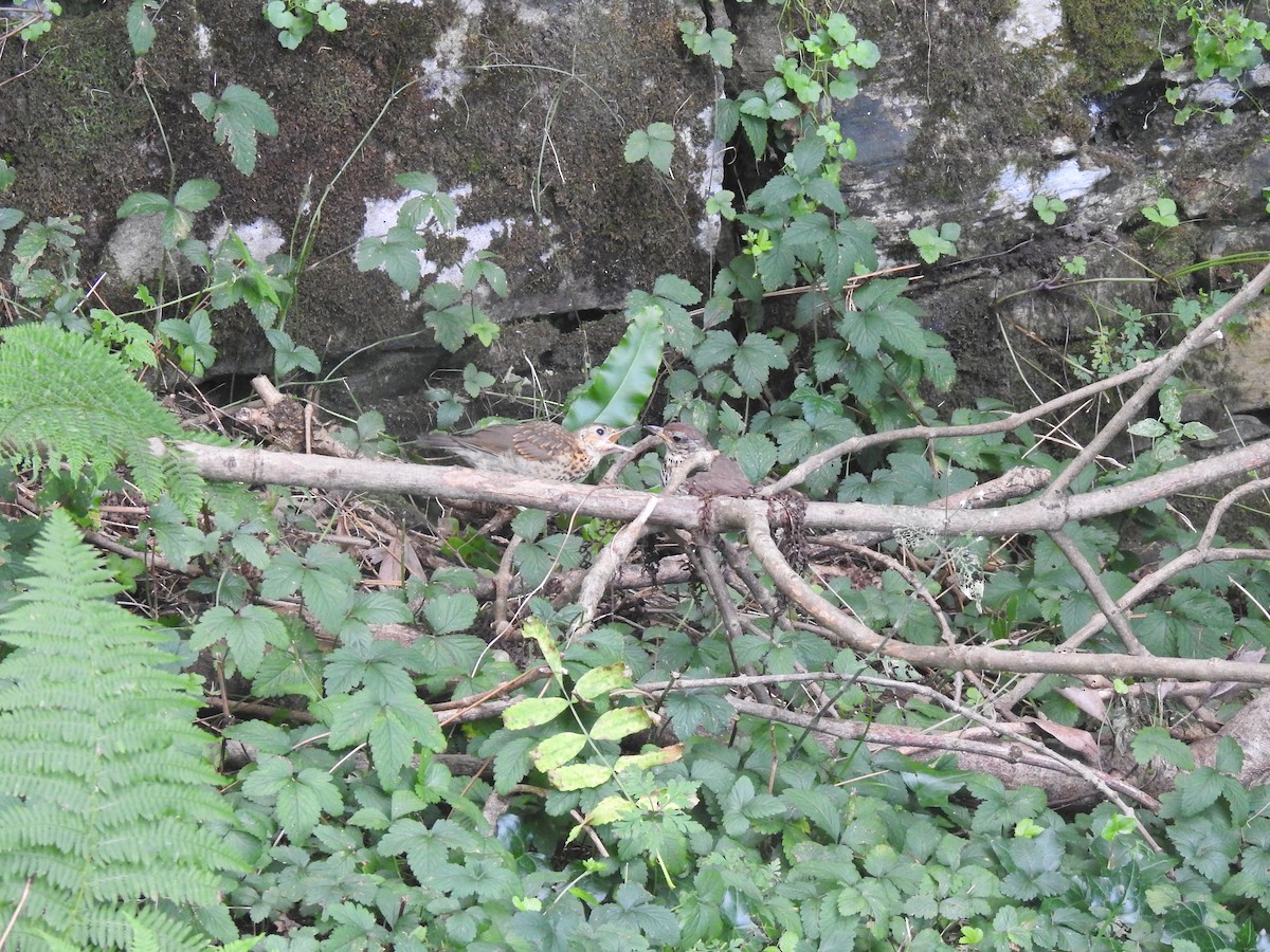 Birigarro arrunta - ML640155777
