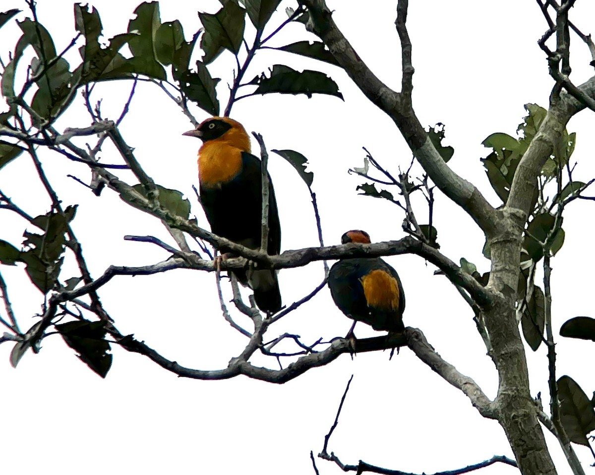 Golden Myna - ML640155784