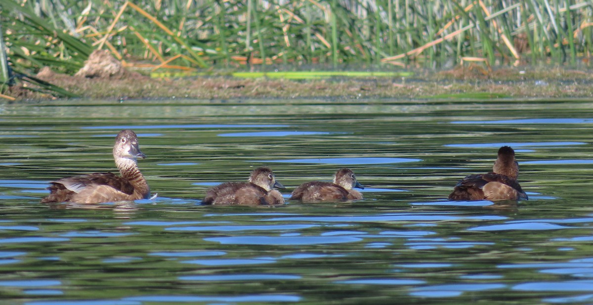 Ring-necked Duck - ML640155798
