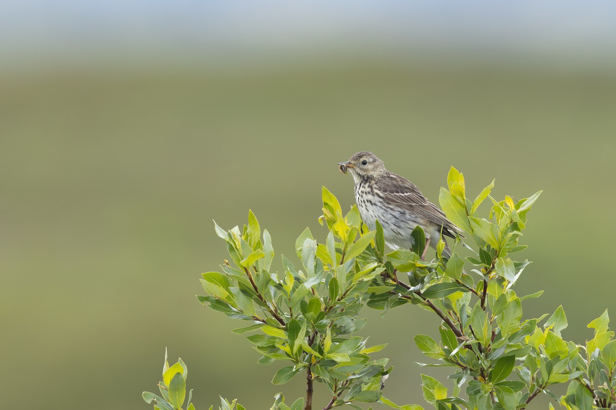 Meadow Pipit - ML640155864