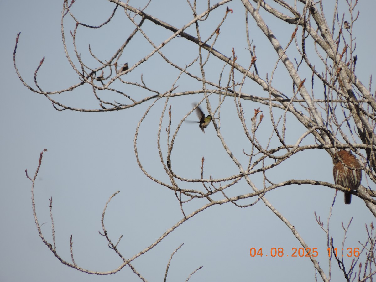 Colibri du Chili - ML640155896