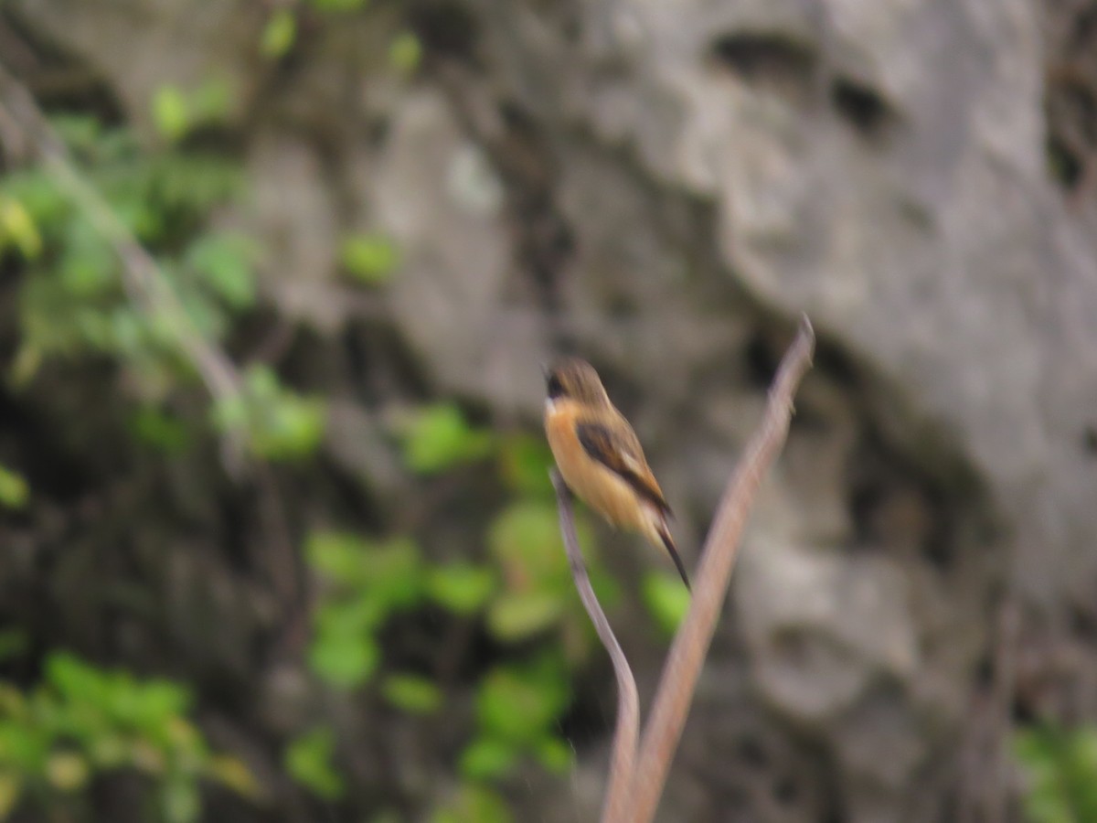Amur Stonechat - ML640155928
