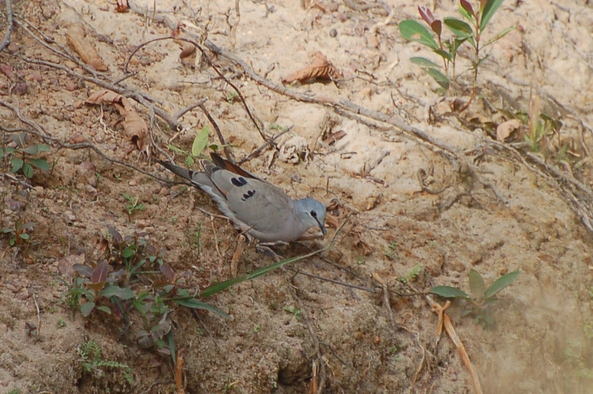 Black-billed Wood-Dove - ML640155960