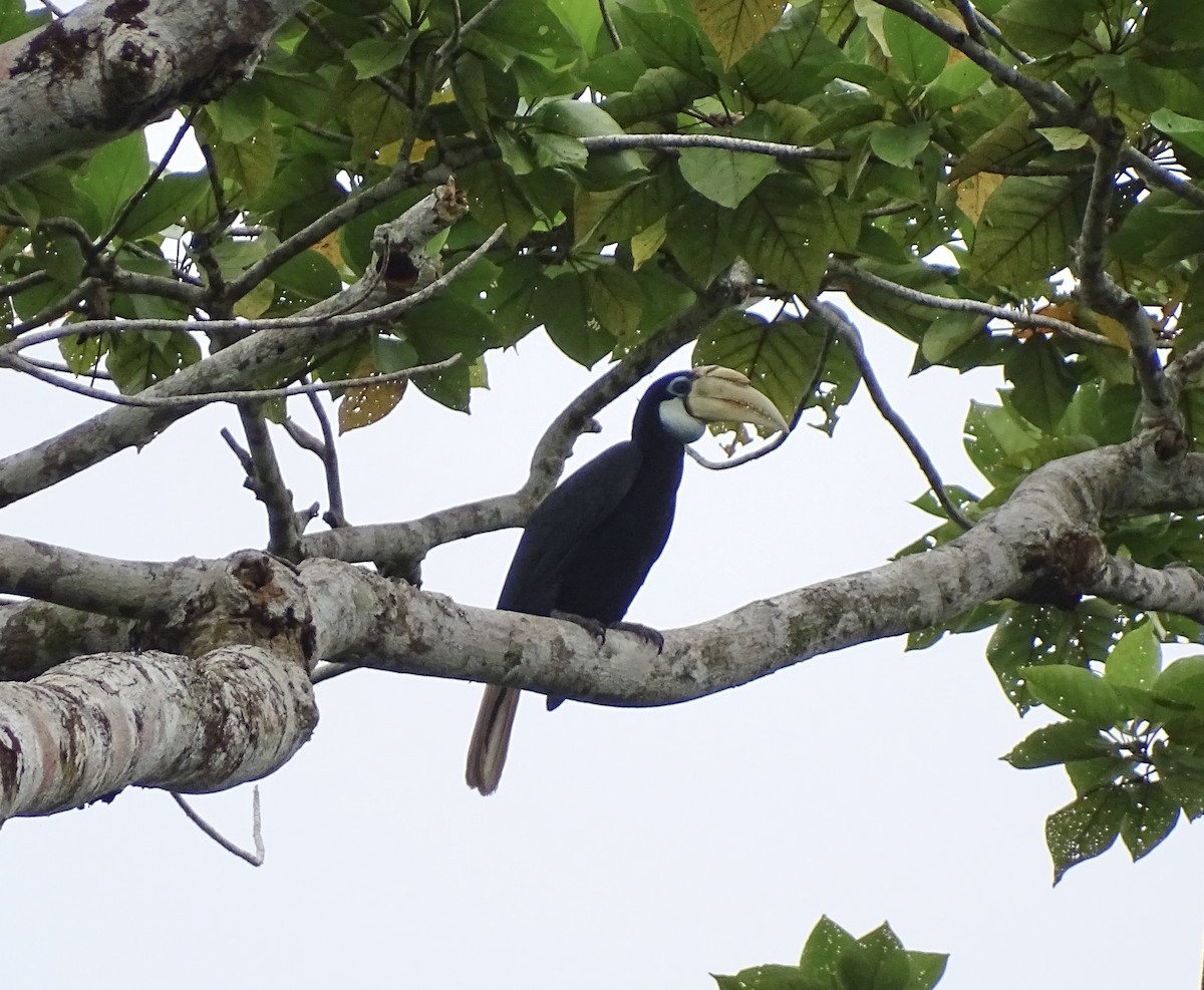 Blyth's Hornbill - ML640156102