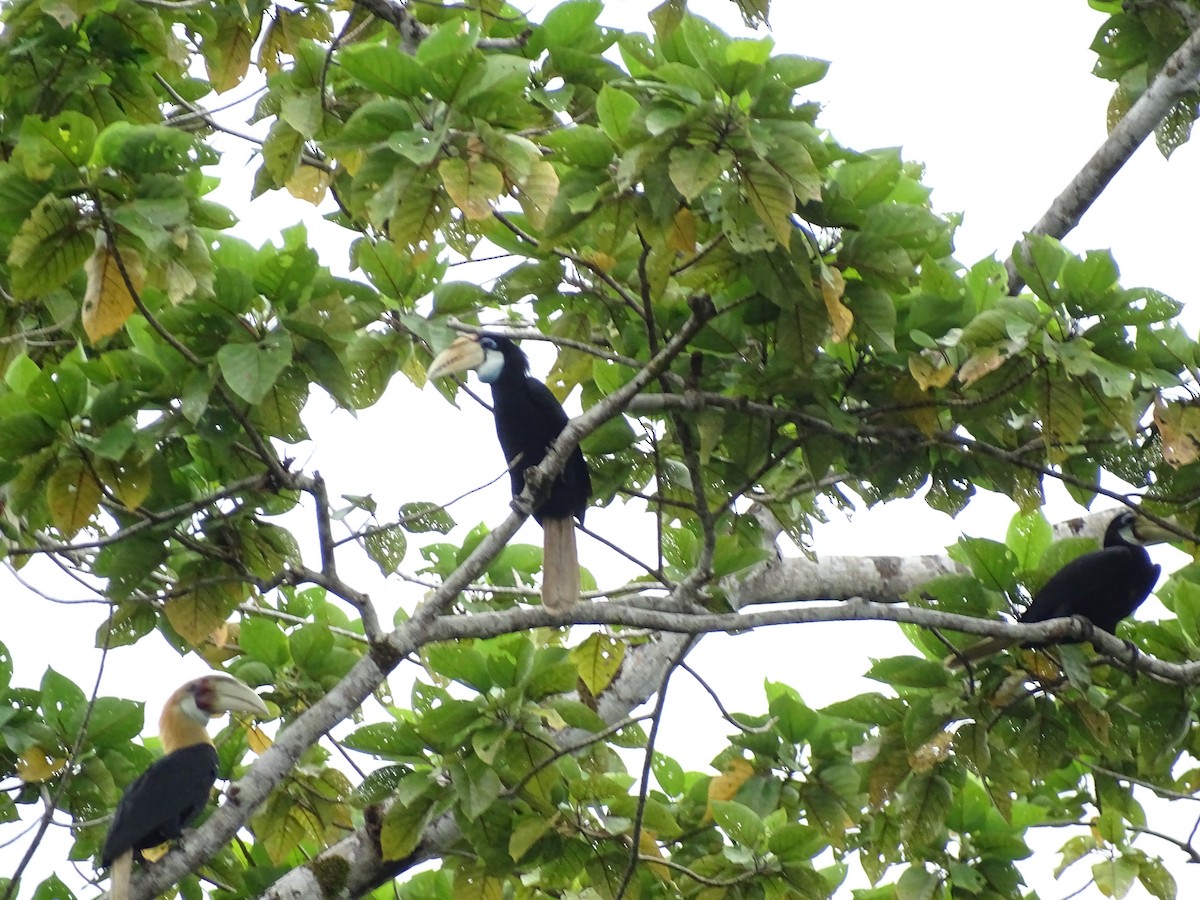 Blyth's Hornbill - ML640156106