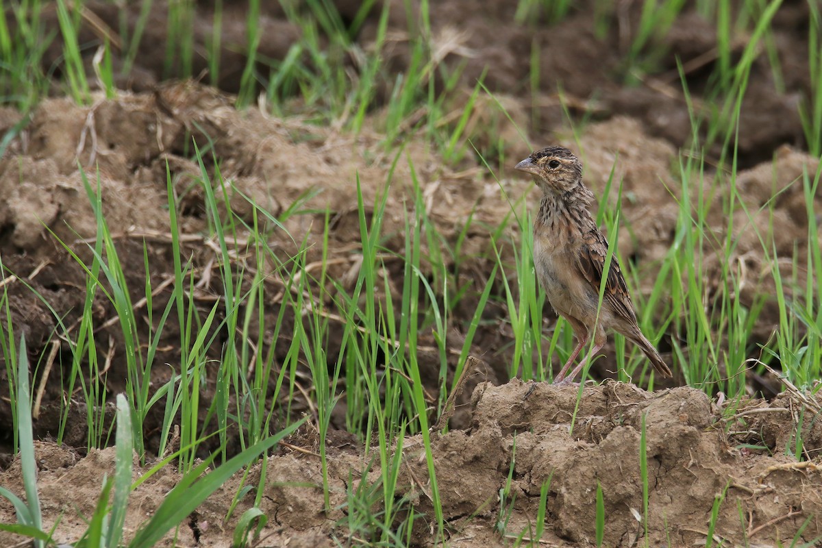 Singing Bushlark (Australasian) - ML640156213