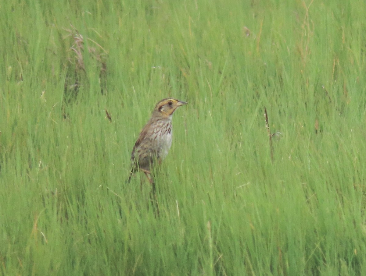 Saltmarsh Sparrow - ML640156221