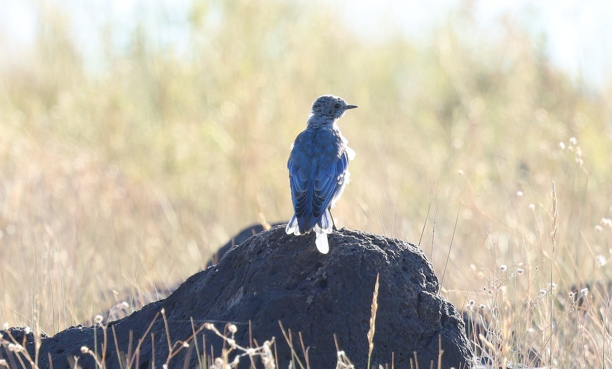 Mountain Bluebird - ML640156288