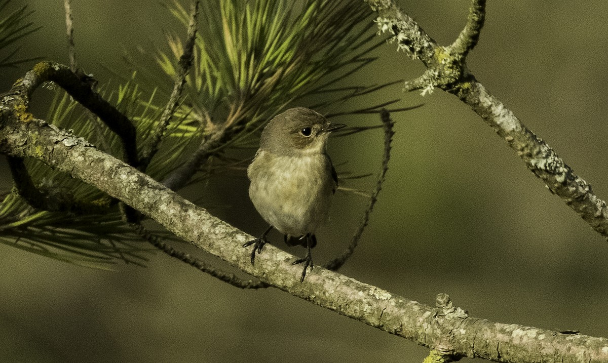 European Pied Flycatcher - ML640156312