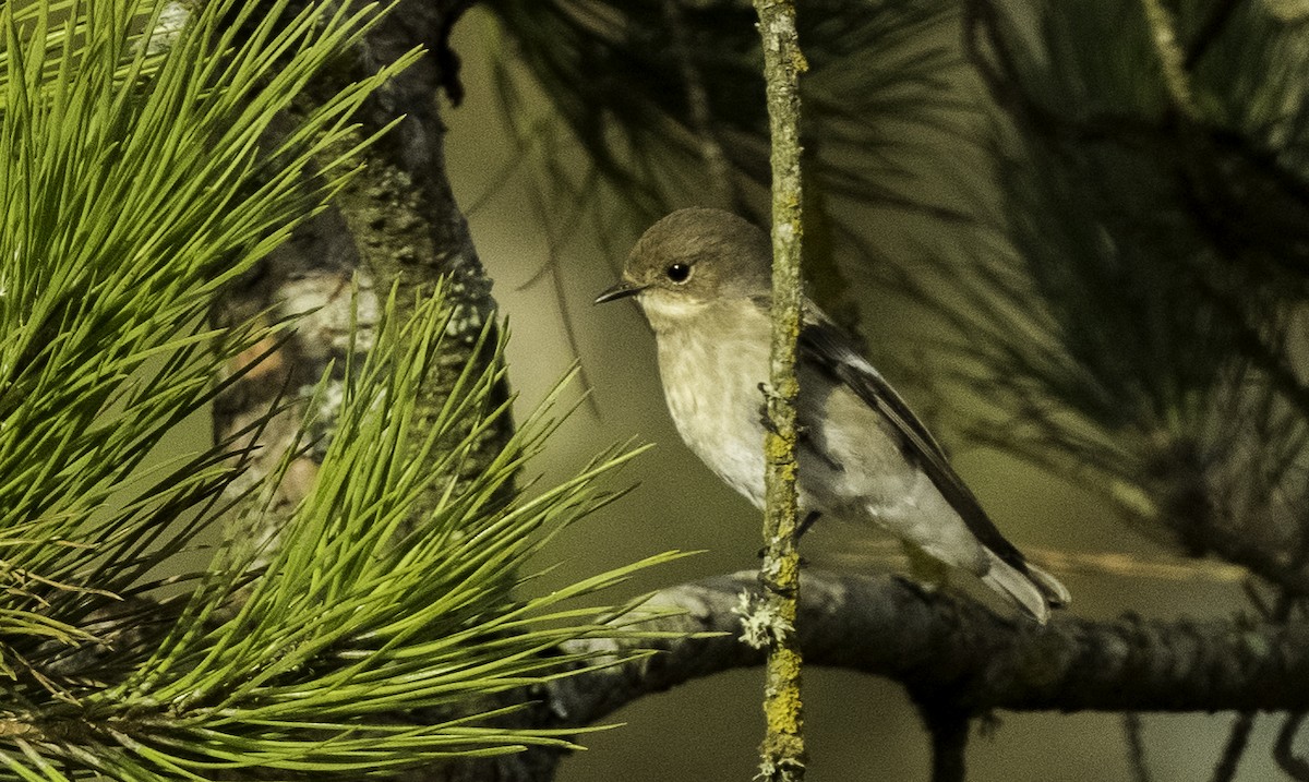 European Pied Flycatcher - ML640156314