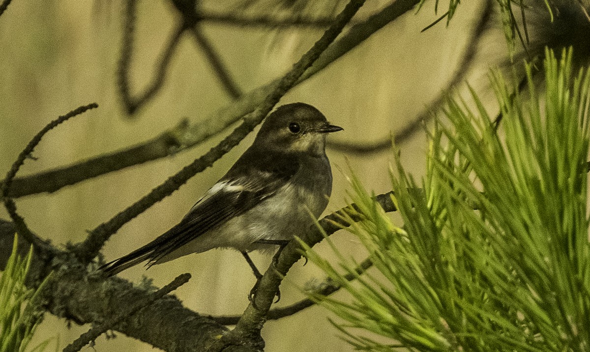 European Pied Flycatcher - ML640156316
