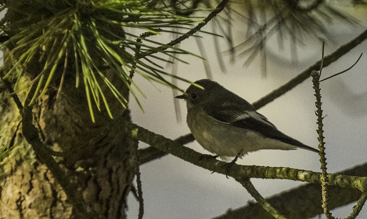 European Pied Flycatcher - ML640156319