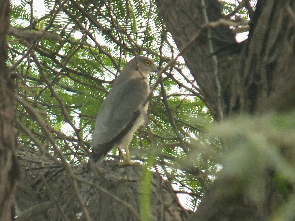 Shikra (Asian) - ML640156323