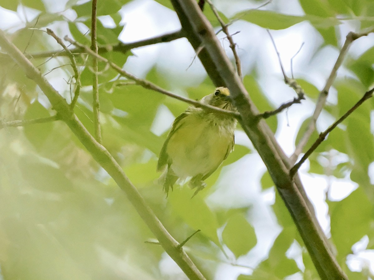 White-eyed Vireo - ML640156356