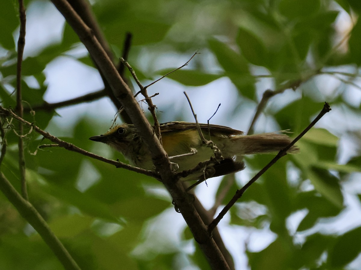 White-eyed Vireo - ML640156357