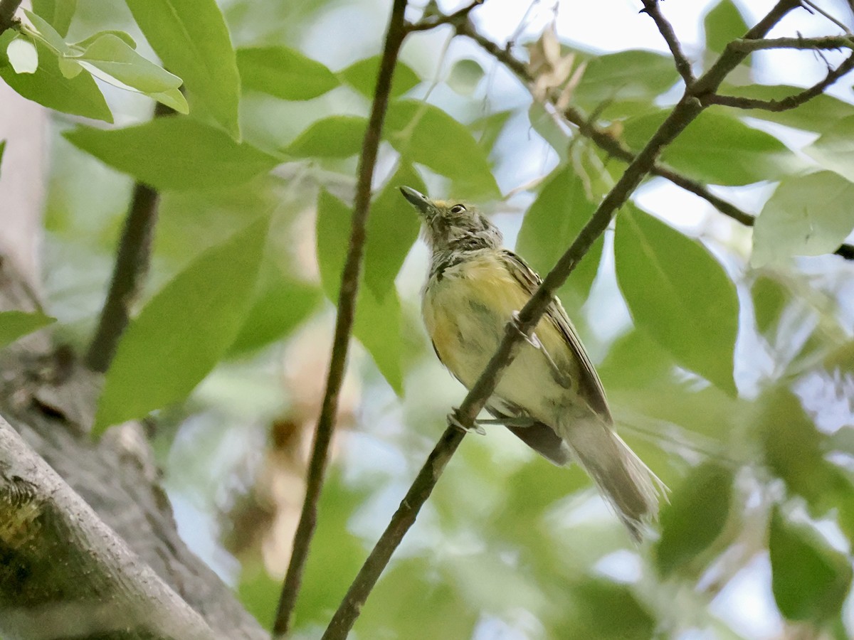 White-eyed Vireo - ML640156359