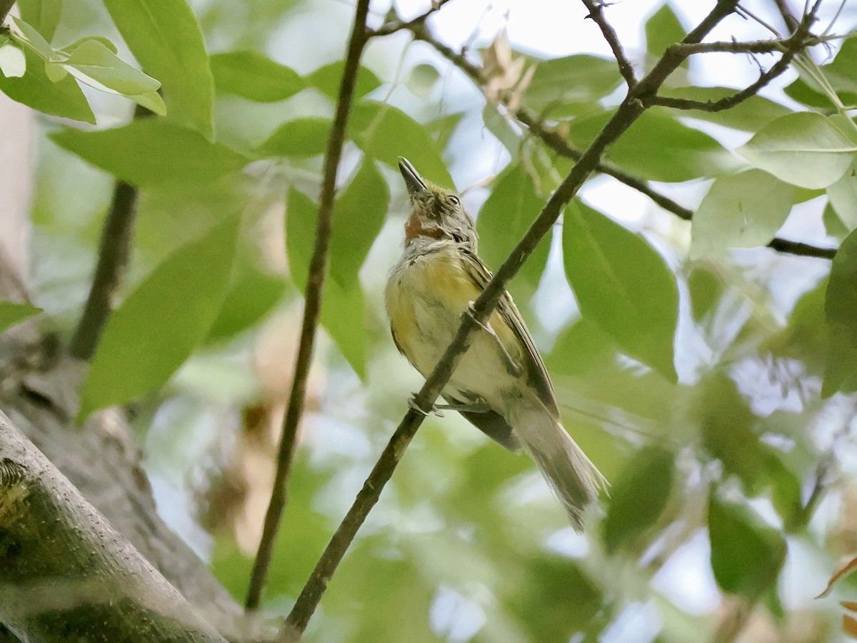 White-eyed Vireo - ML640156360