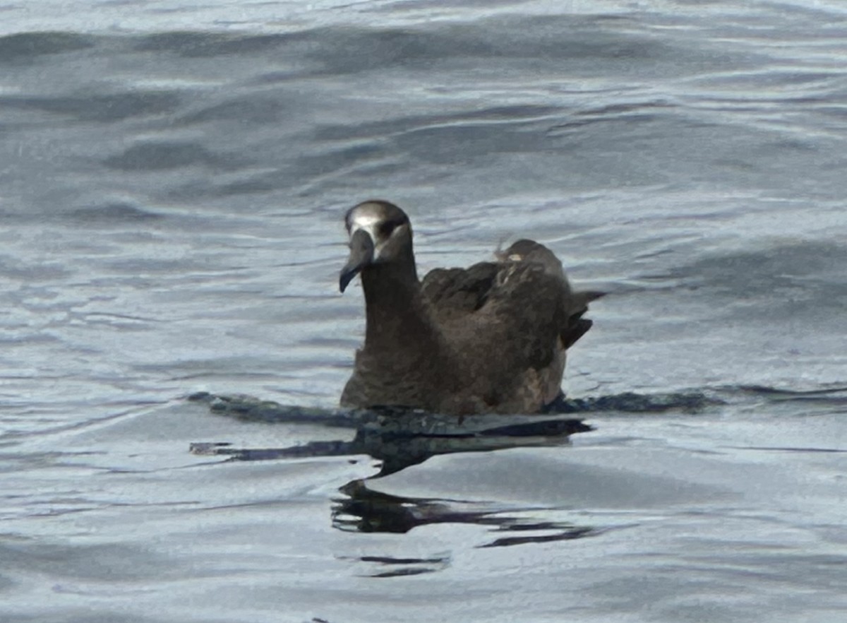 Black-footed Albatross - ML640156378