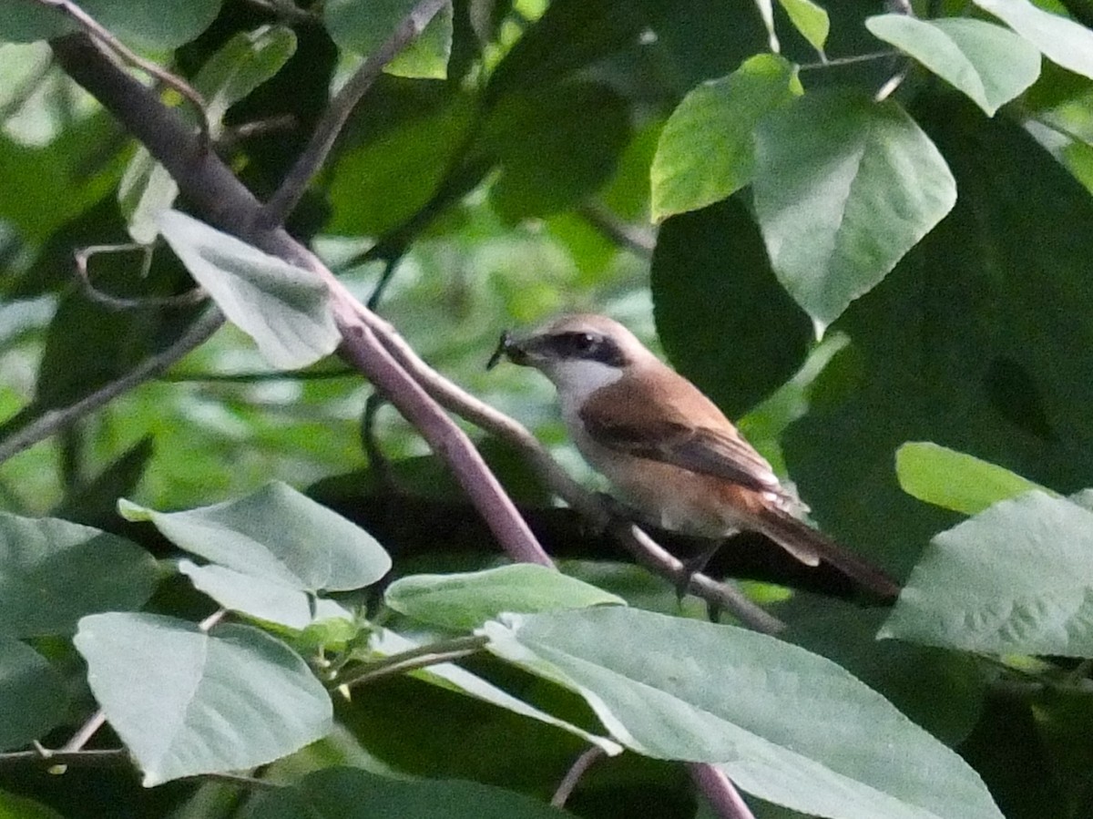 Red-tailed Shrike - ML640156443