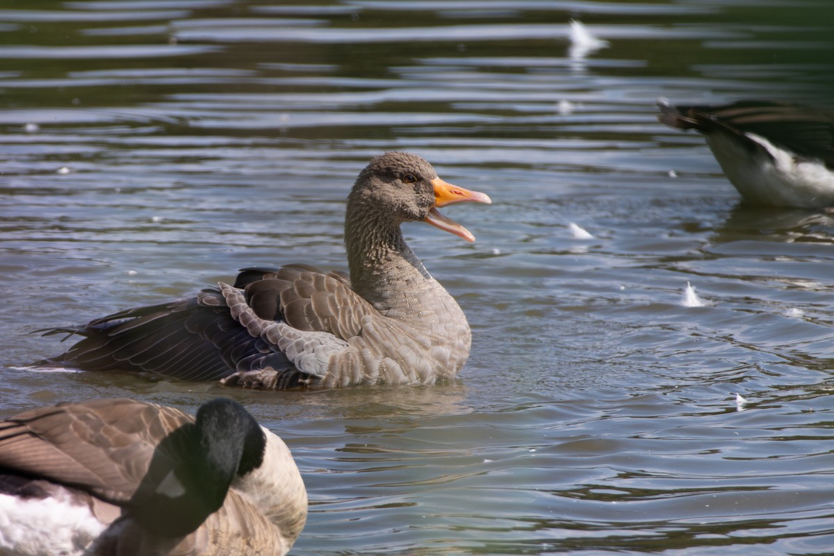 Graylag Goose - ML640156462