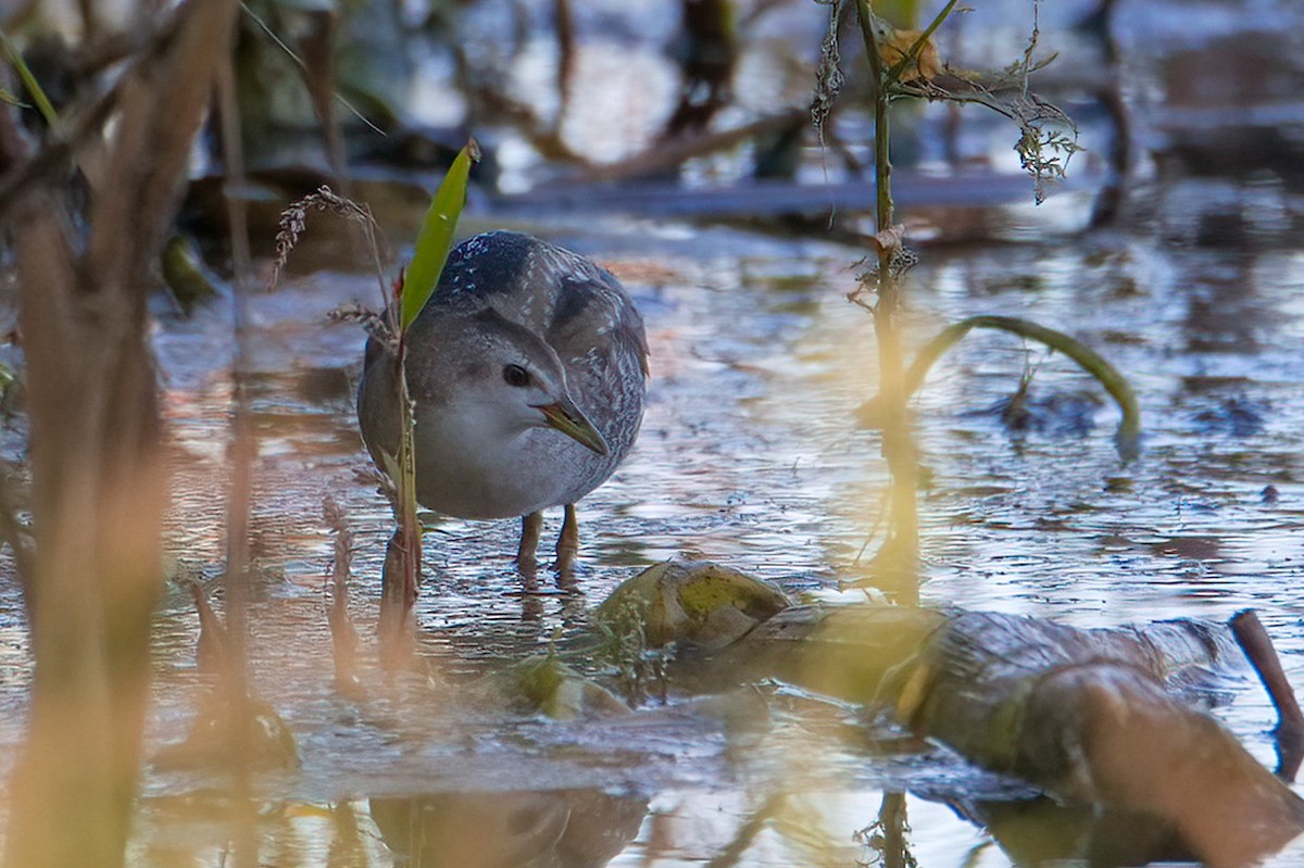 Little Crake - ML640156466
