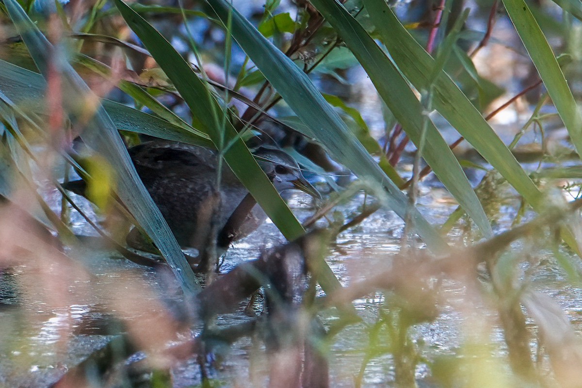 Little Crake - ML640156467