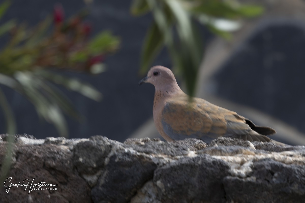 Laughing Dove - ML640156507