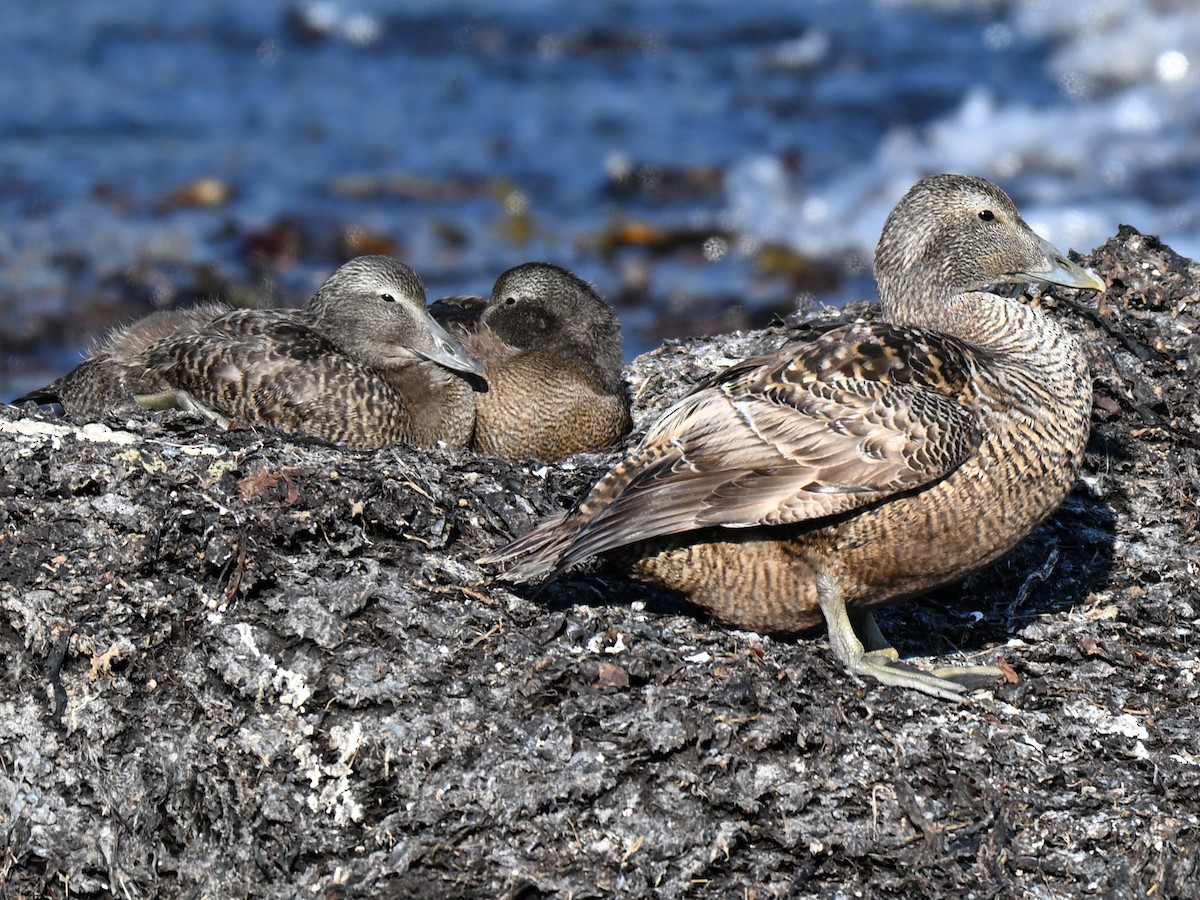 Eider arrunta - ML640156519