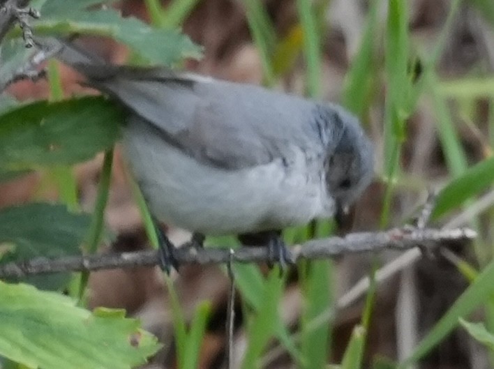 Bushtit - ML640156558