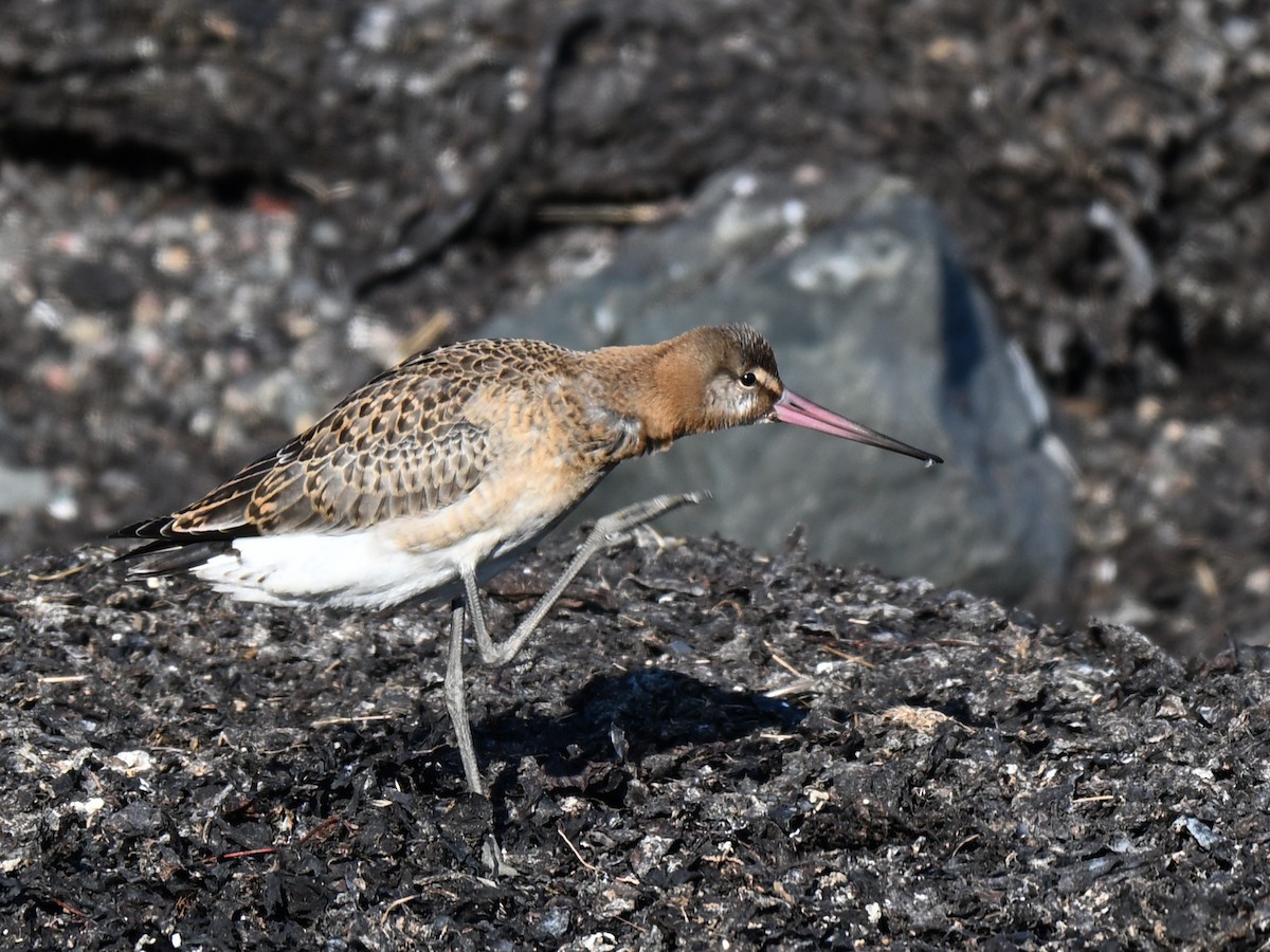 Kuliska buztanbeltza - ML640156560